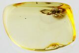 Fossil Backward-Nosed Weevil (Cryptorhynchinae) in Baltic Amber - Rare #367263-1